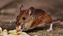 24 Hour & Emergency Exterminators in North Kingstown, RI